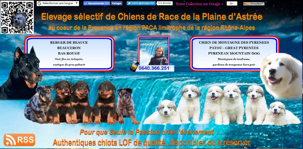 Chiot Elevage De La Plaine Dastree Eleveur De Chiens