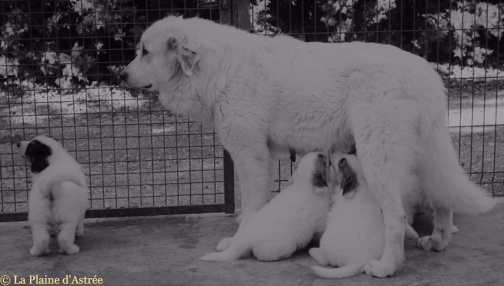 Accueil Elevage De La Plaine Dastree Eleveur De Chiens