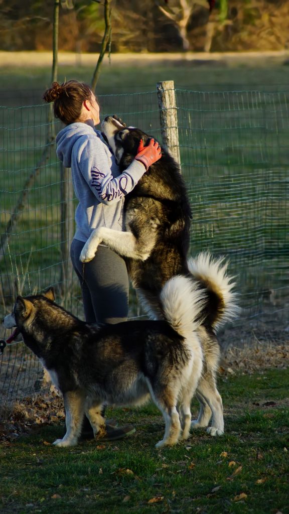 Shaka ponk of Lapland Polarlights