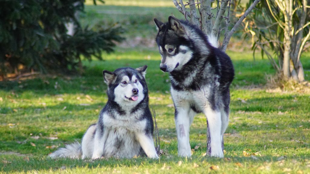 Shaka ponk of Lapland Polarlights