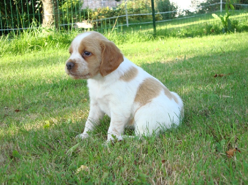 Chiot Elevage De La Mare Bourcy Eleveur Amateur De Chiens Epagneul Breton Selectionnes