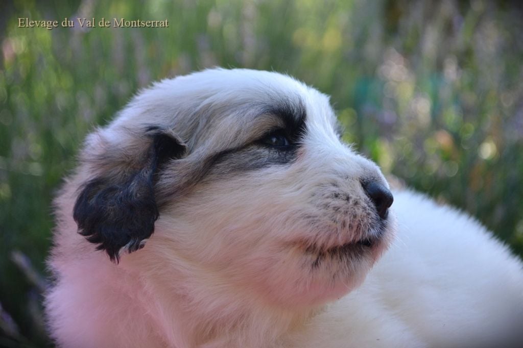 Chiot Chien De Montagne Des Pyrenees Bébé Rose Femelle