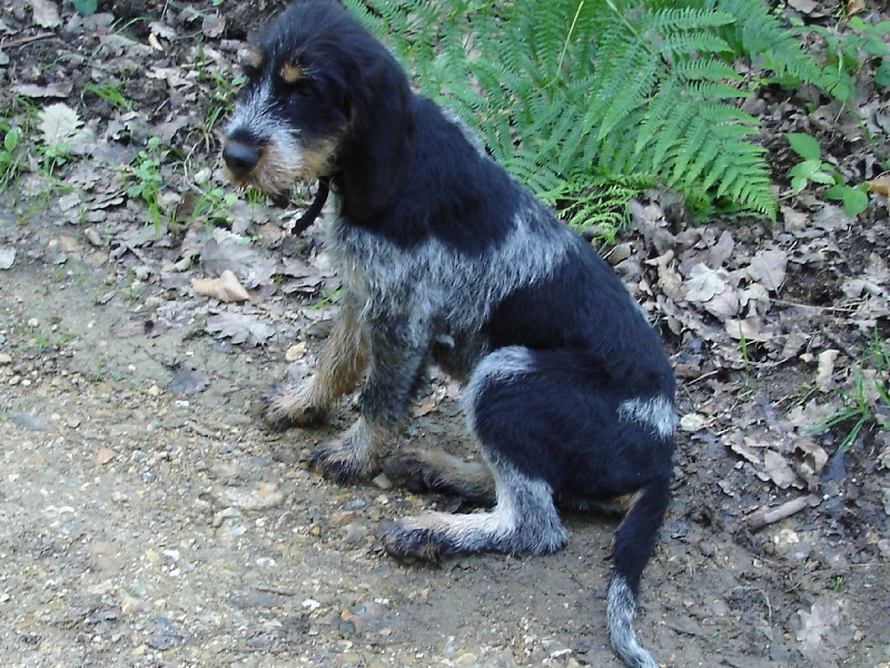 Ella du chataignier du diable