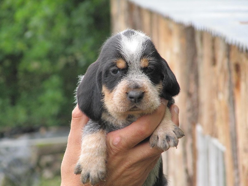 Chiot Elevage Du Chataignier Du Diable Eleveur De Chiens Griffon Bleu De Gascogne