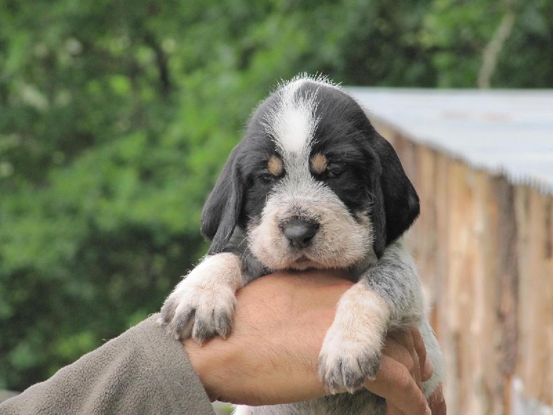 Chiot Elevage Du Chataignier Du Diable Eleveur De Chiens Griffon Bleu De Gascogne