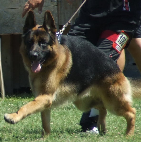 Elfy De l'hacienda del matador