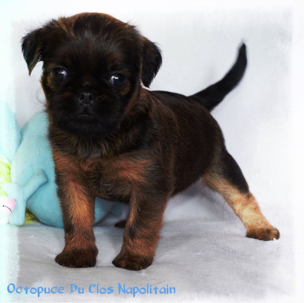 Chiot Griffon Belge Chiot Griffon Bruxellois Femelle Disponible En Ile De France 78 Yvelines Toutes Les Portees Les Chiots De Race Les Eleveurs Et Chiens De Race Sont Sur Chiens De France Com