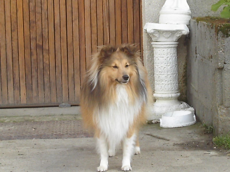 Timon du Jardin d'Angélique