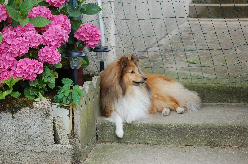 Timon du Jardin d'Angélique