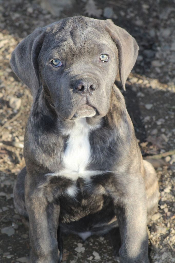 Chiot Elevage Of Caniland S Dream Eleveur De Chiens Cane Corso