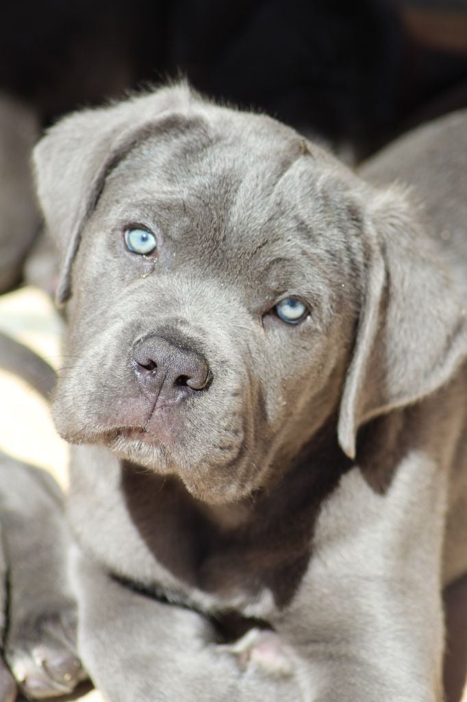 Chiot Elevage Of Caniland S Dream Eleveur De Chiens Cane Corso