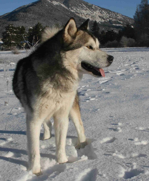 Buddy mine okkomut des rives du haut Verdon