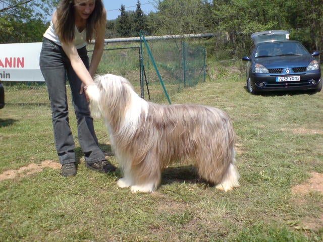 Poltergheist dit pitt-bull of Sheytane