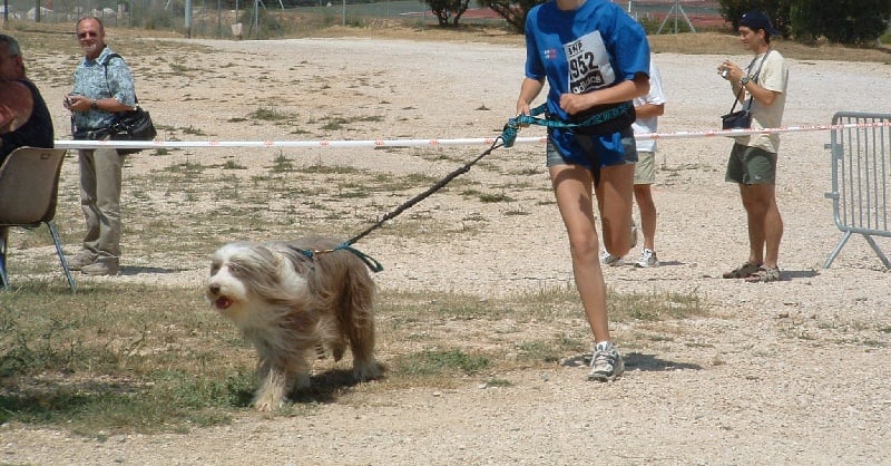 Poltergheist dit pitt-bull of Sheytane