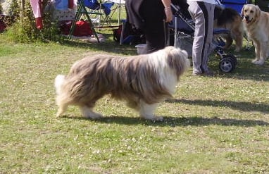 Poltergheist dit pitt-bull of Sheytane