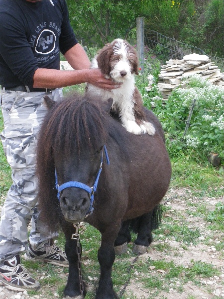 Heroes dit leroy of Sheytane