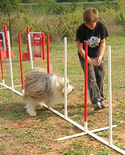 Poltergheist dit pitt-bull of Sheytane