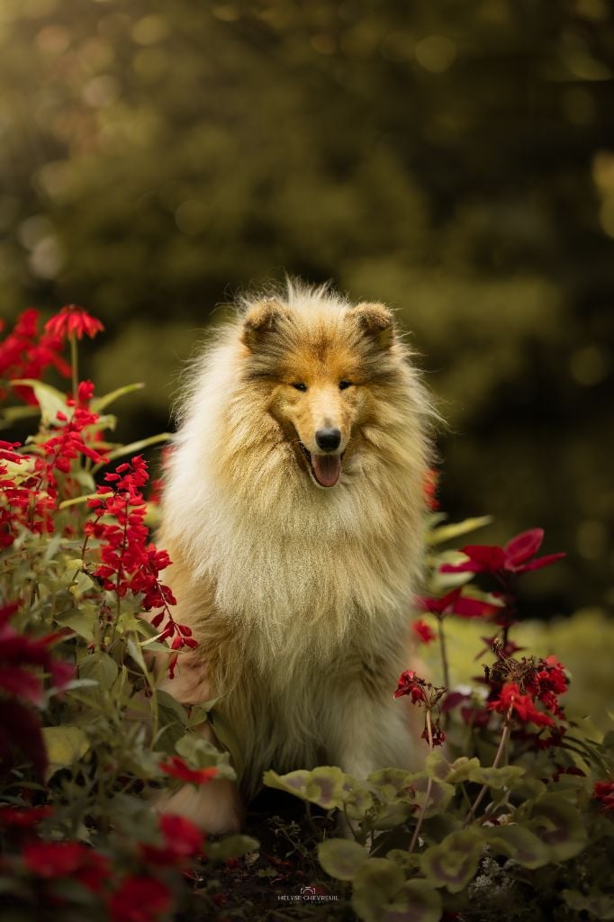 Uptown girl de la Fleur d'Ecosse