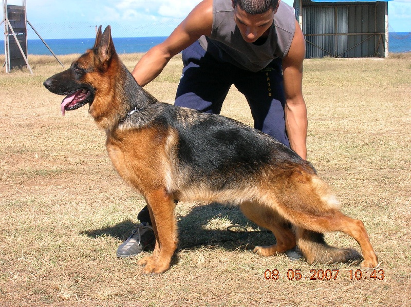 Aramis de la Tanière des Lions