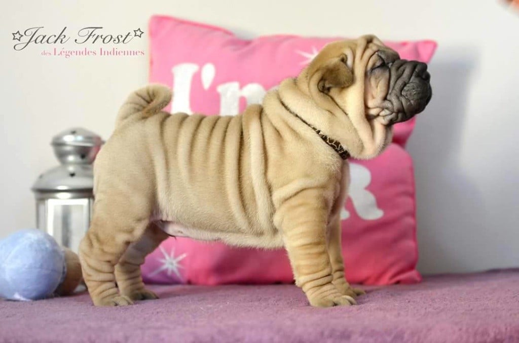 Chien Shar Pei Jack frost des Legendes Indiennes