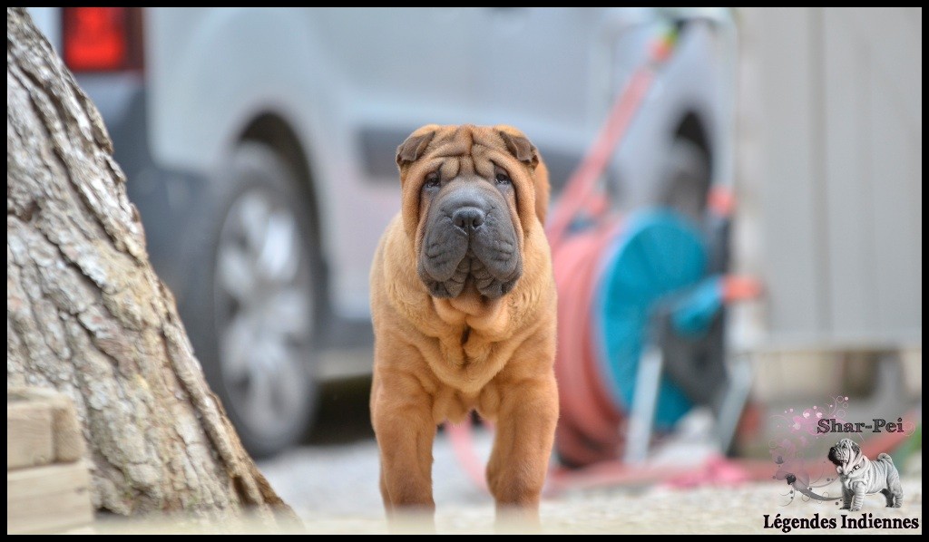 Chien Shar Pei Mob wife from the chinese wall image