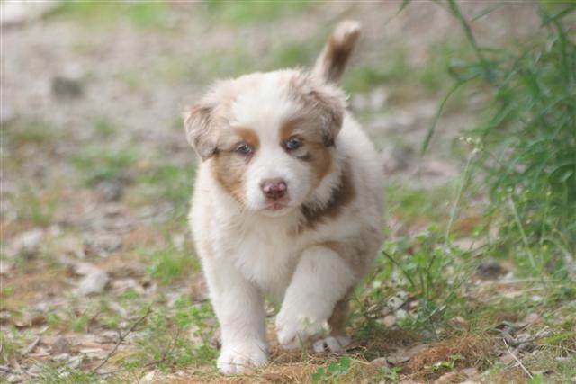 Chiot Berger Australien Elevage Di U Vecchiu Eleveur De Chiens Berger Australien En Corse