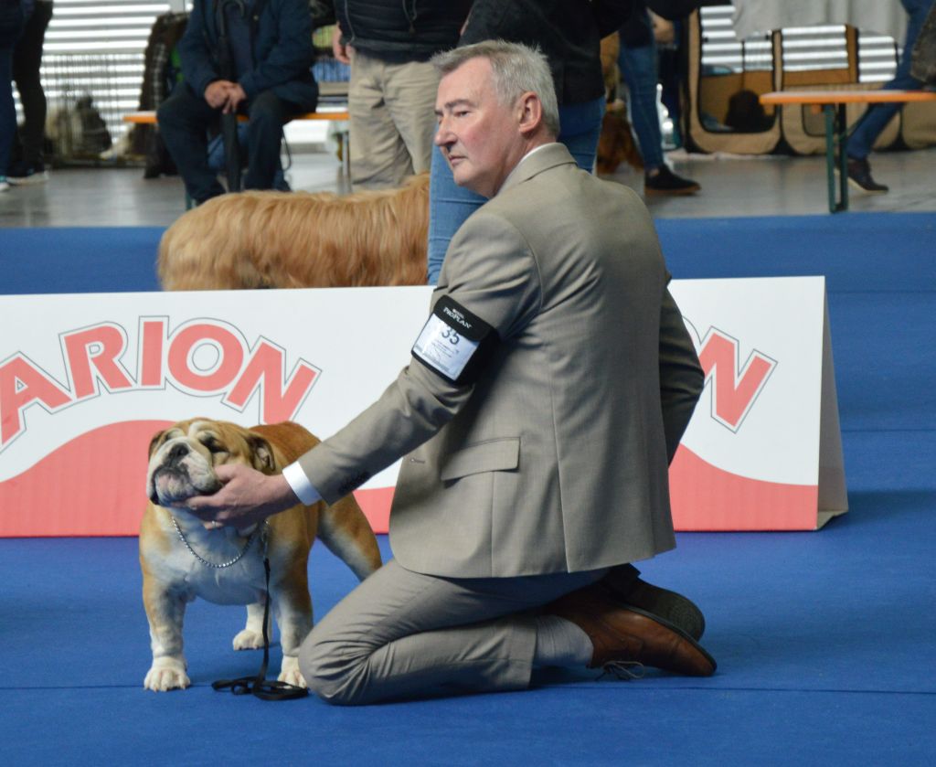 Romeo Des wonderfuls bulls