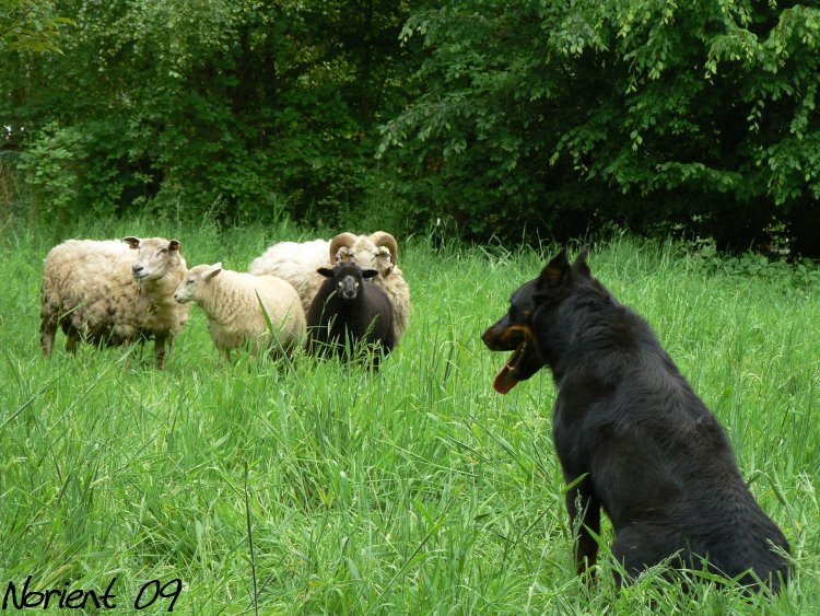 CH. Tennessee De la noé du jardin