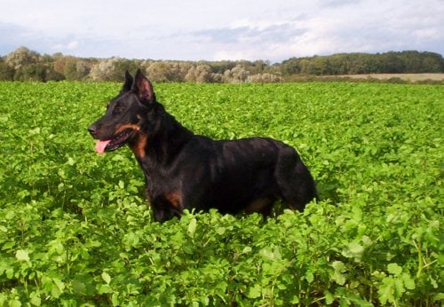 CH. Tennessee De la noé du jardin