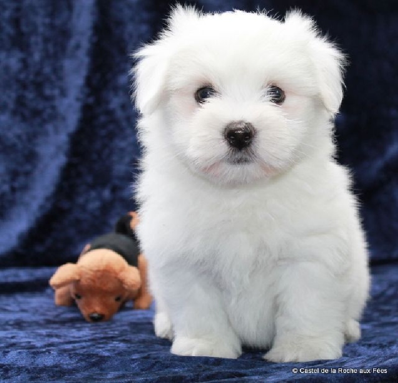 Chiot Elevage Du Castel De La Roche Aux Fees Eleveur De Chiens Coton De Tulear