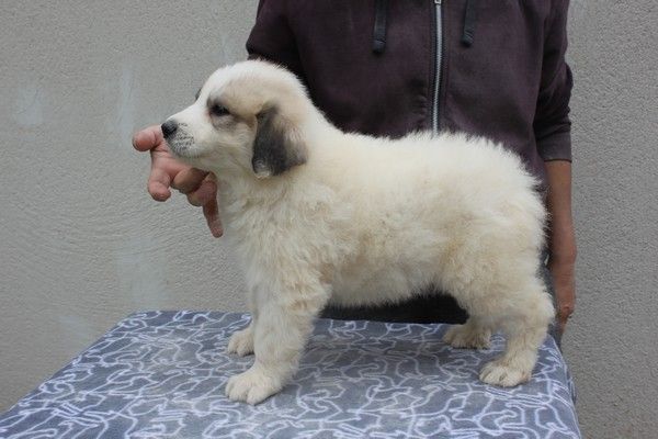 Accueil Elevage De La Vallée Du Girou Eleveur De Chiens