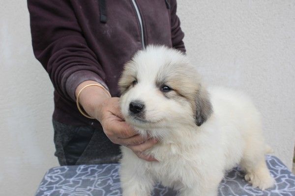 Accueil Elevage De La Vallée Du Girou Eleveur De Chiens