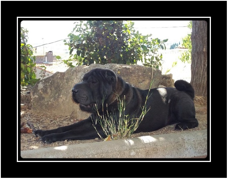 Garden of siam du clan des petits molosses