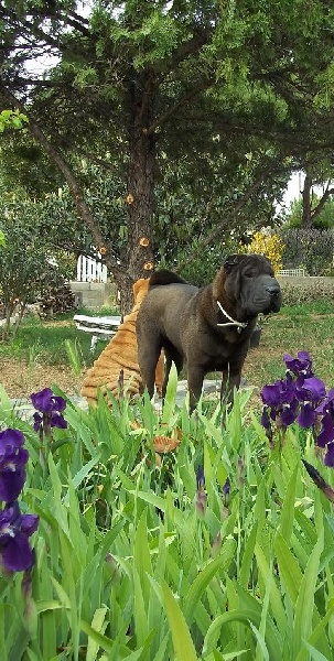 Garden of siam du clan des petits molosses