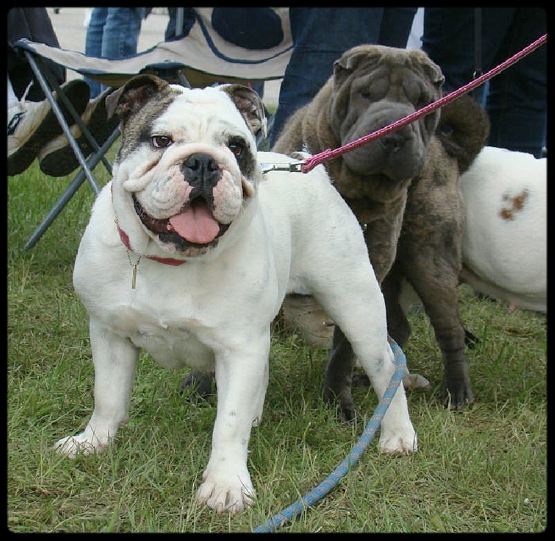 Ernestine du clan des petits molosses