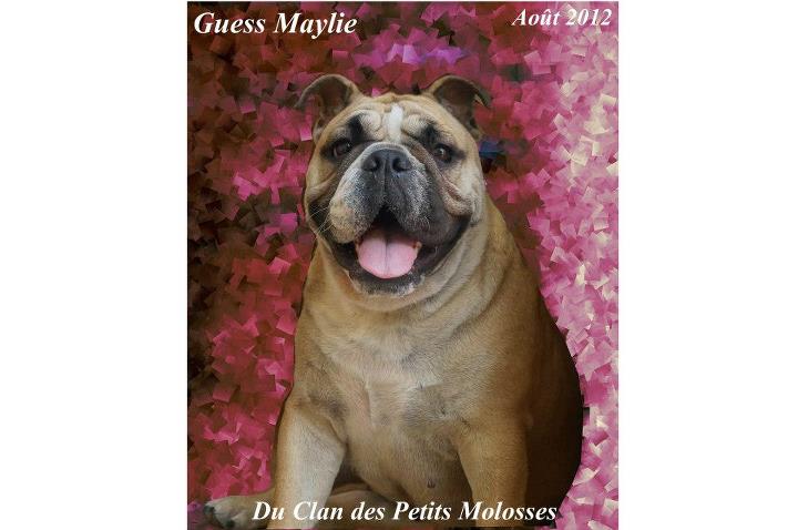 Guess maylie du clan des petits molosses