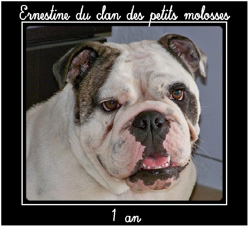 Ernestine du clan des petits molosses