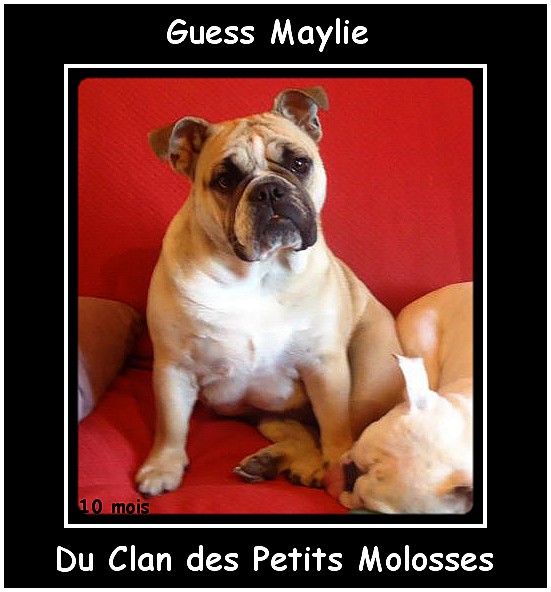 Guess maylie du clan des petits molosses