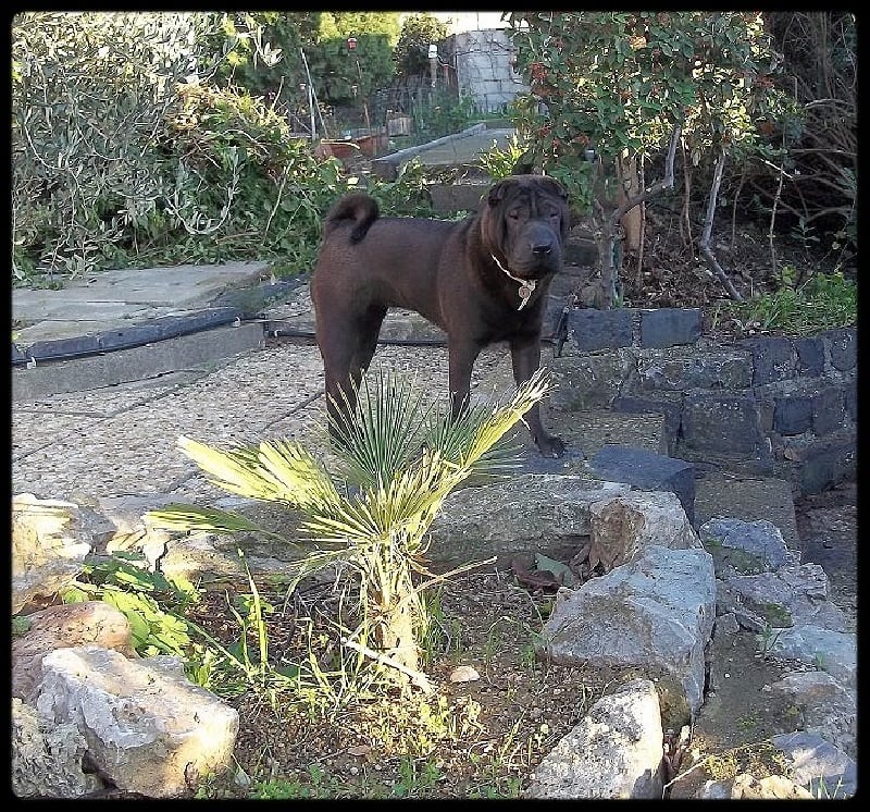 Garden of siam du clan des petits molosses