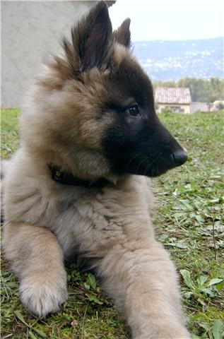 DIXIE des loups de la forêt sacrée