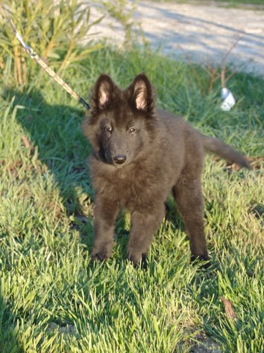 EIYANNA des loups de la forêt sacrée