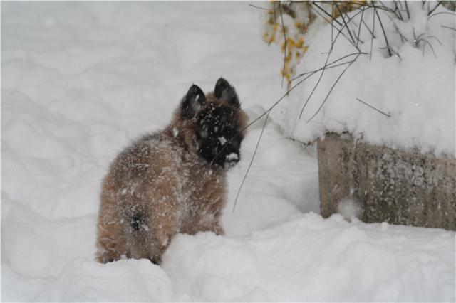 D'KEYLA des loups de la forêt sacrée