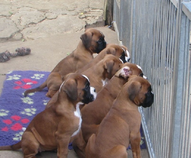 Accueil Elevage De La Villa Patience Eleveur De Chiens Boxer