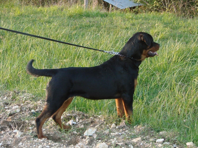 Cheyenne du Porteur des Reaux