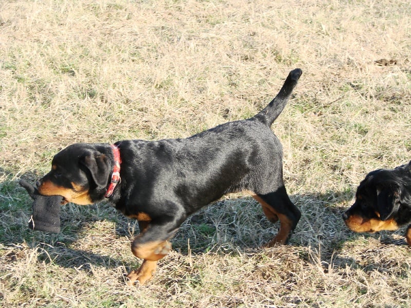 Cheyenne du Porteur des Reaux