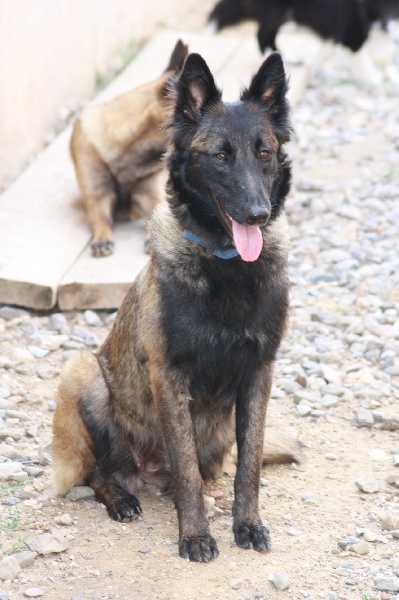 Gipsy de la croix de chevalier