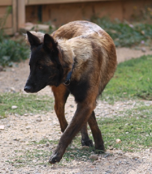 Gipsy de la croix de chevalier