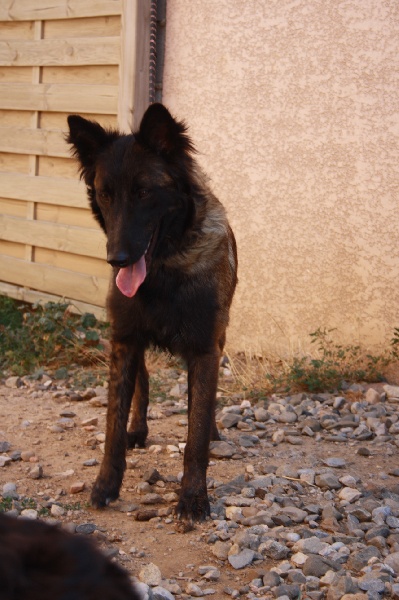 Gipsy de la croix de chevalier