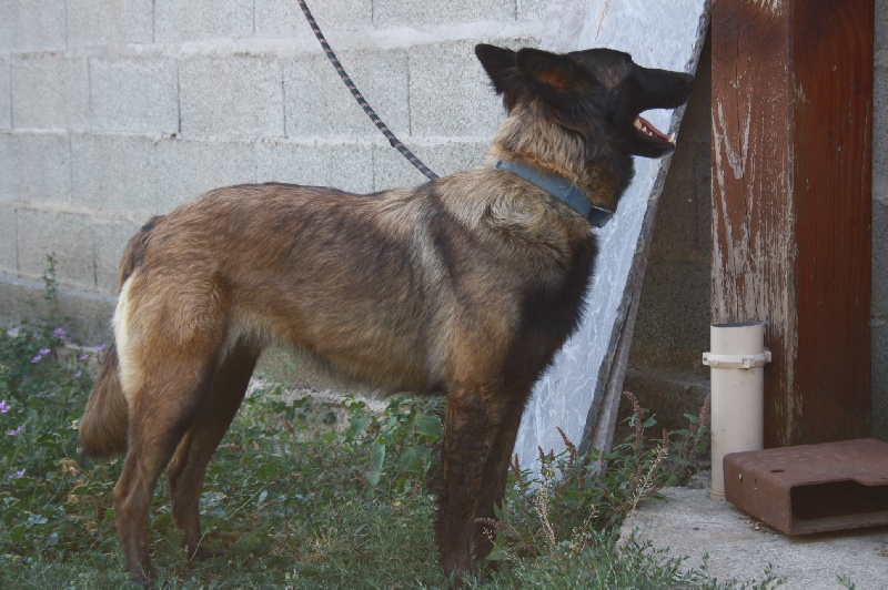 Gipsy de la croix de chevalier