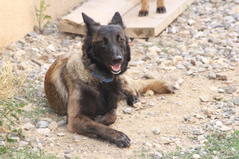 Gipsy de la croix de chevalier